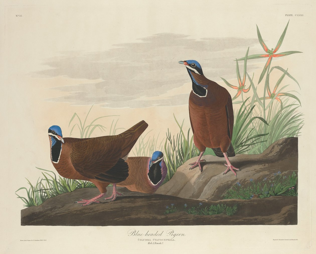 Blåhuvad duva, 1833. av Robert Havell