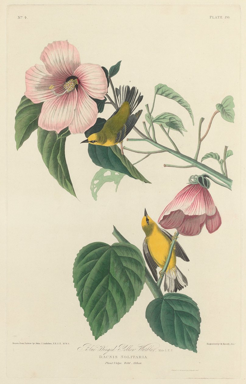 Blåvingad gul sångare, 1827. av Robert Havell