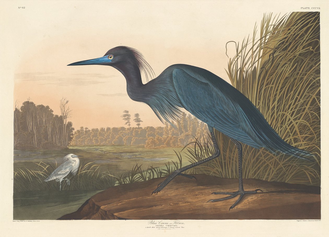 Blå trana eller häger, 1836. av Robert Havell