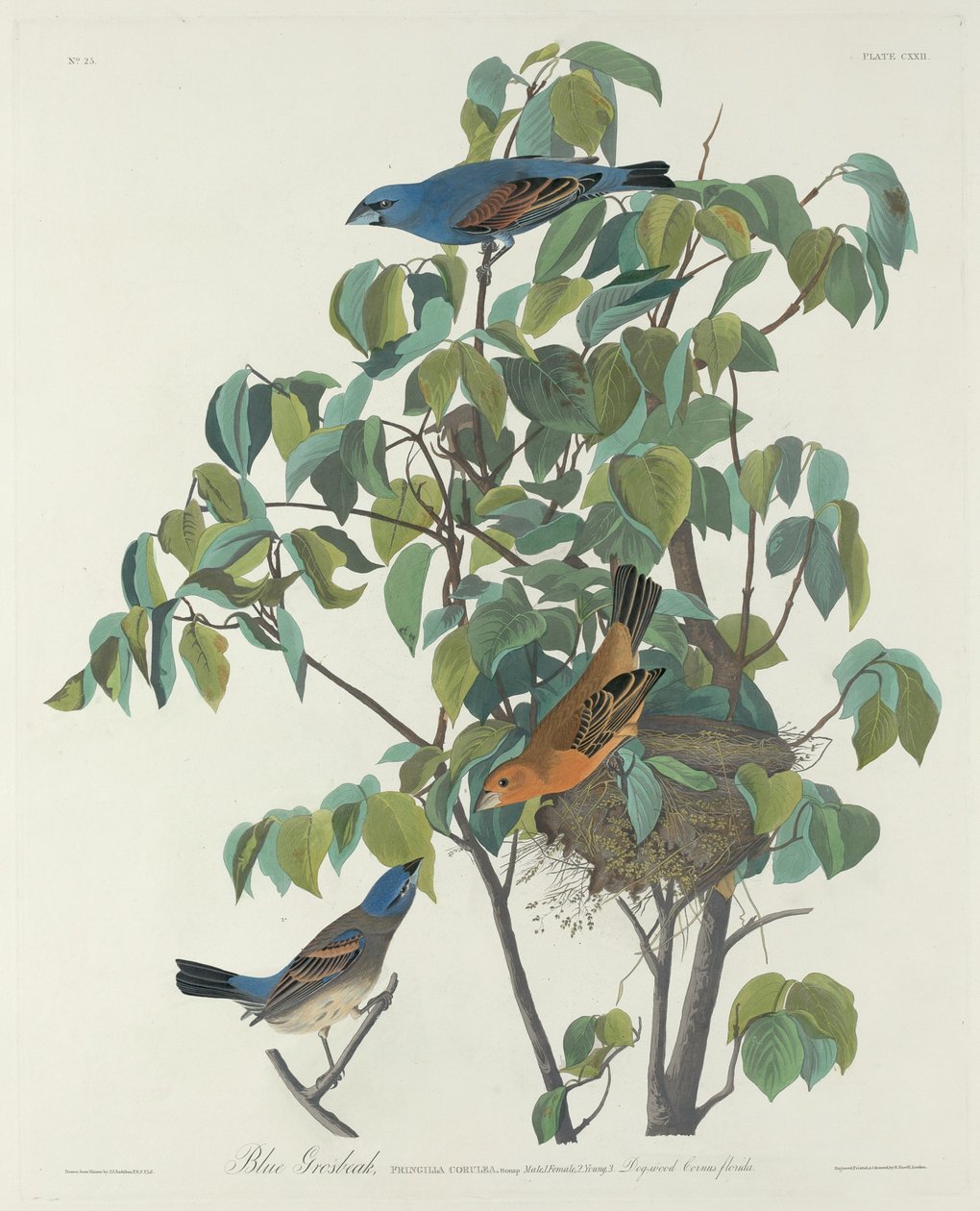 Blue Grosbeak, 1831. av Robert Havell