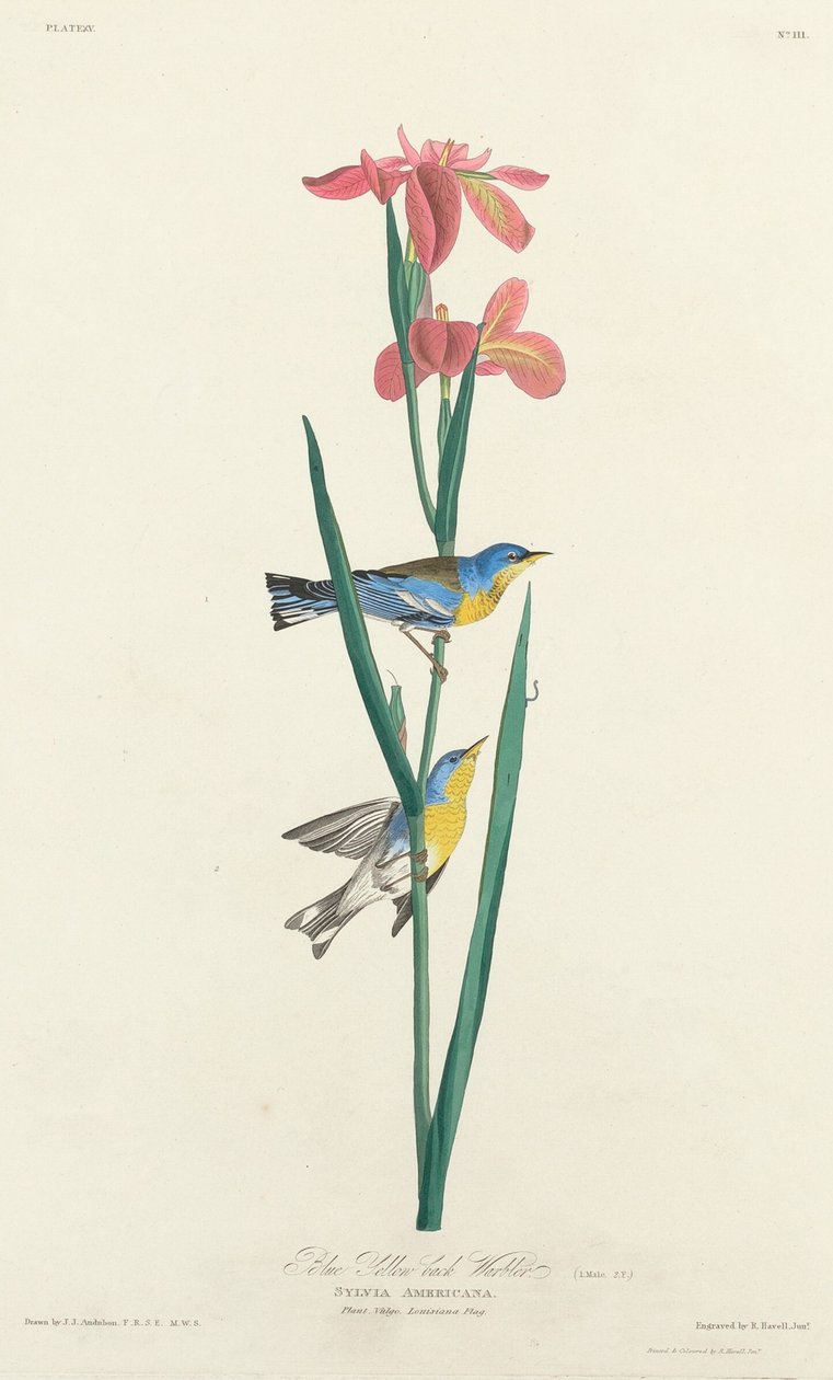 Blågulryggig sångare, 1827. av Robert Havell