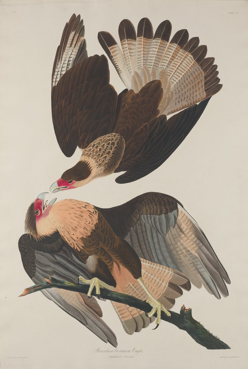 Brasiliansk Caracara Eagle, 1833. av Robert Havell