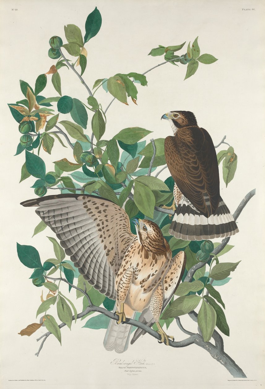 Bredvingad hök, 1830. av Robert Havell