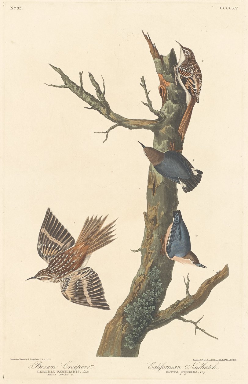 Brown Creeper and Californian Nuthatch, 1838. av Robert Havell