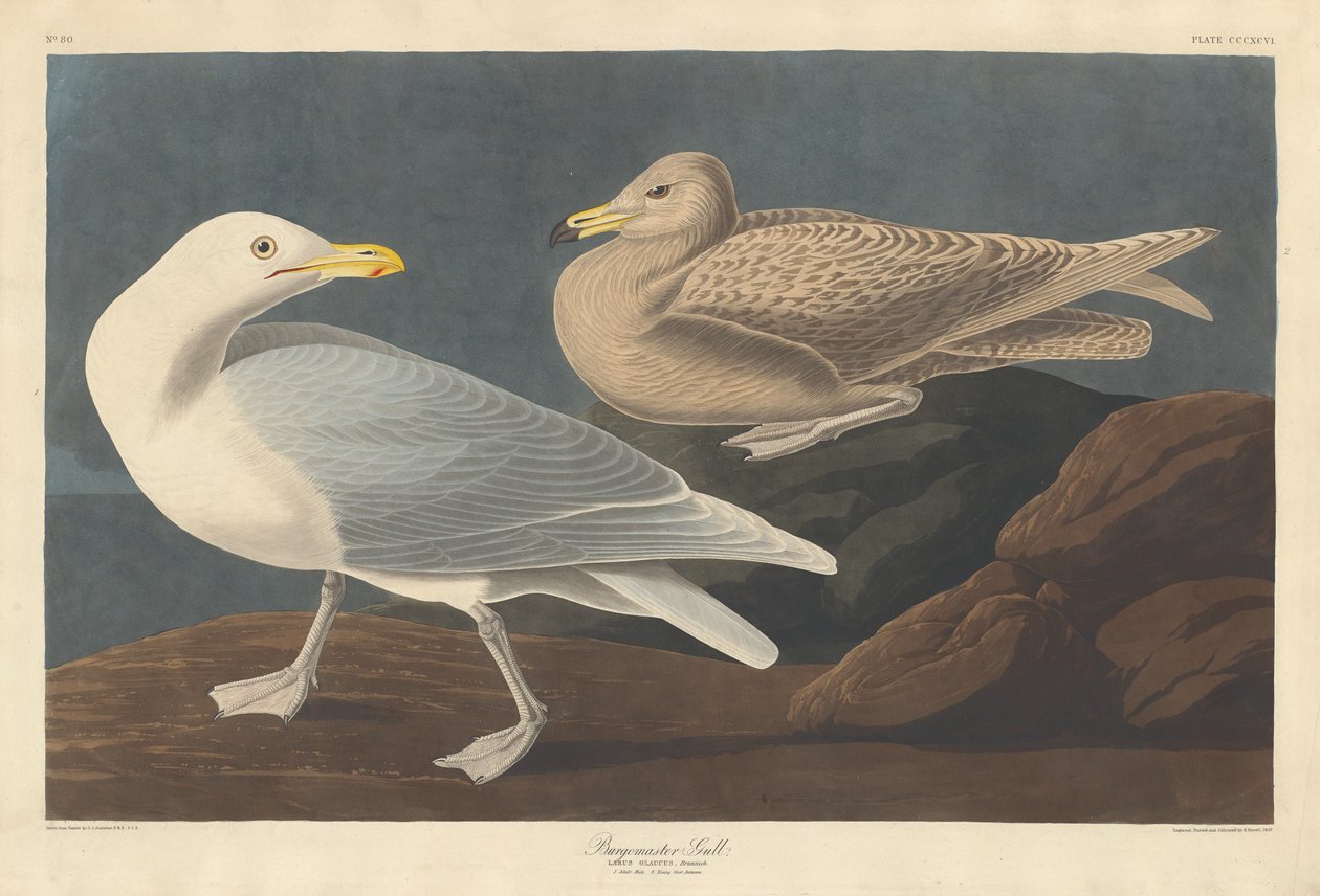 Borgmästare Gull, 1837. av Robert Havell