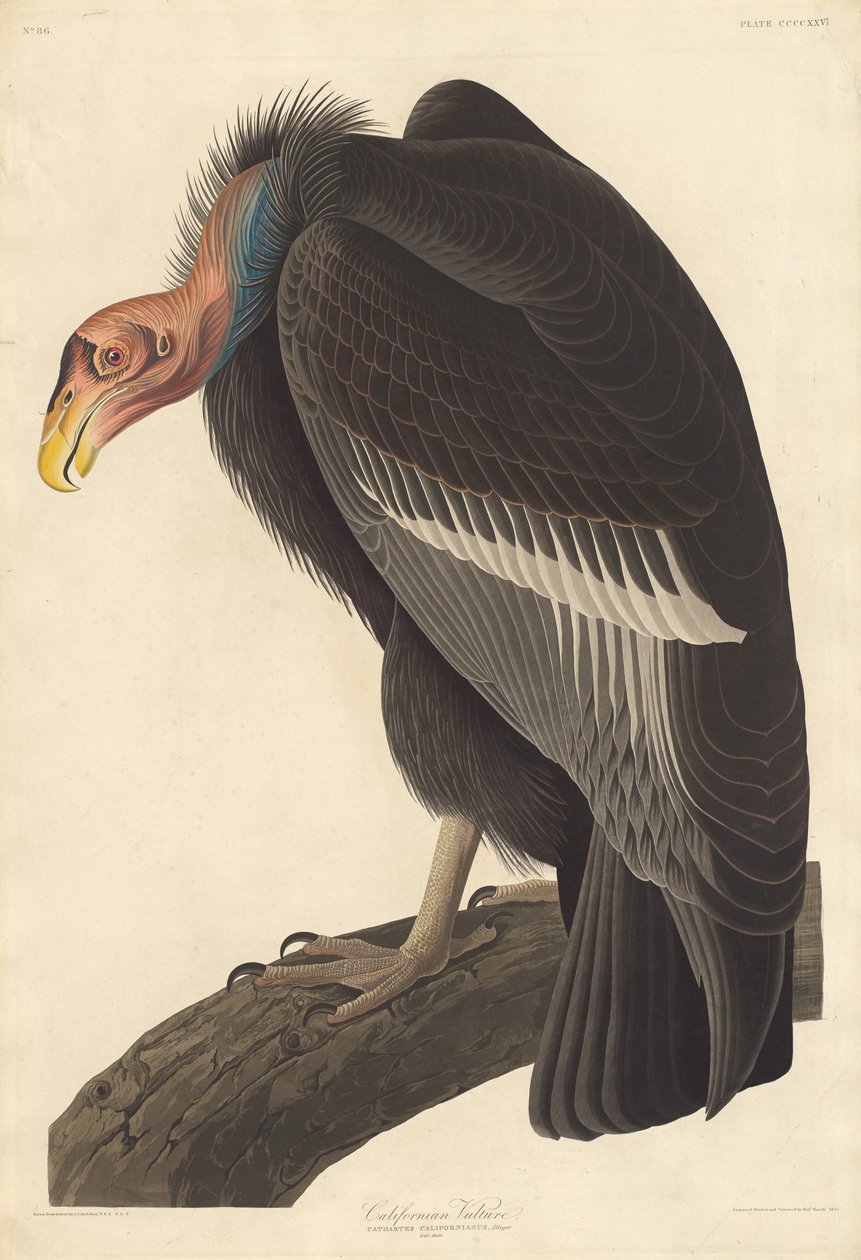 Californian Vulture, 1838. av Robert Havell