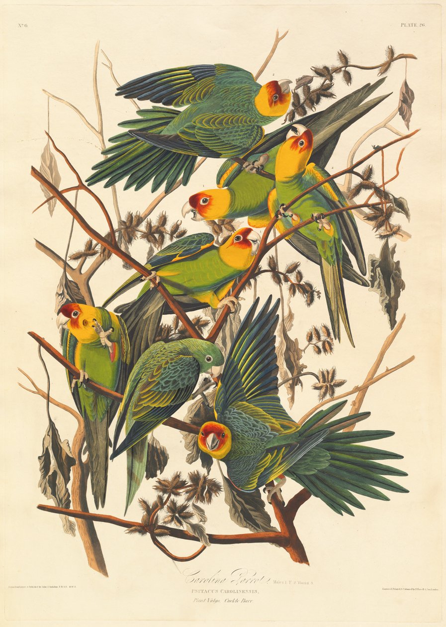 Caroline Parrot, 1827. av Robert Havell