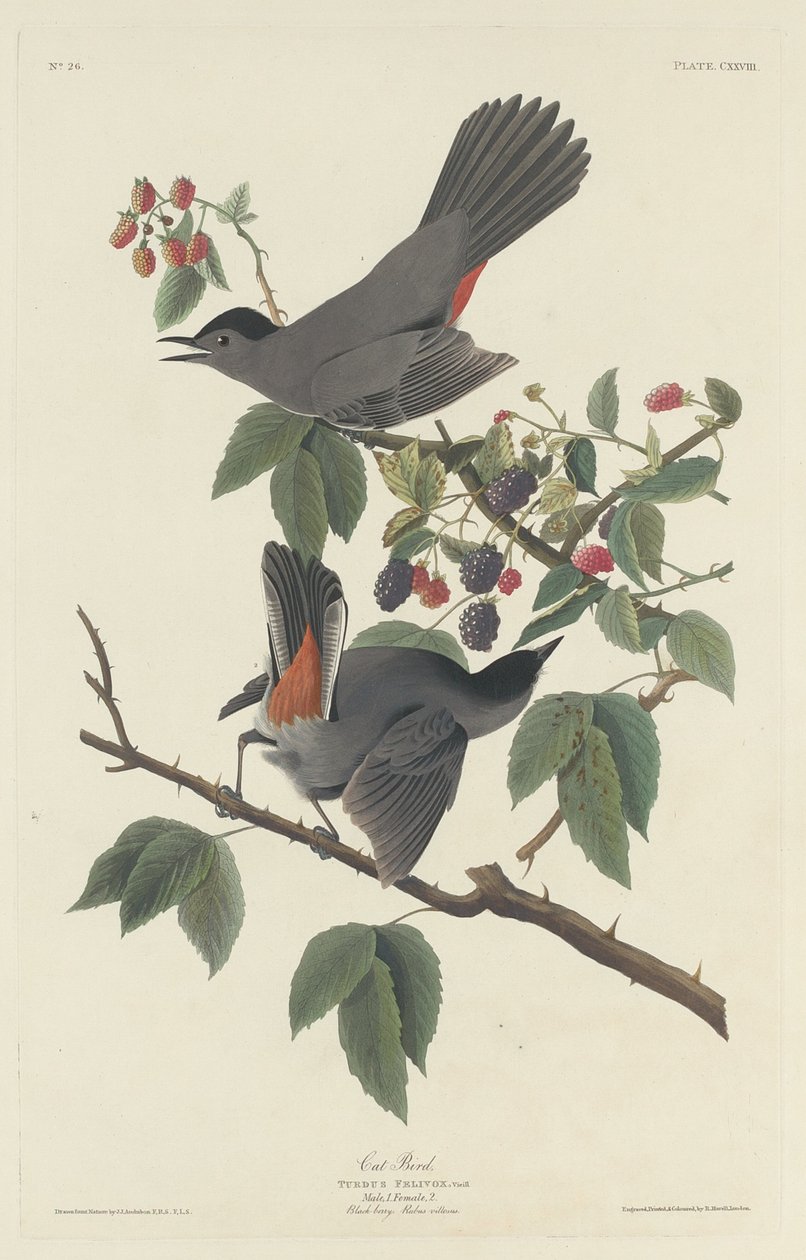 Kattfågel, 1832. av Robert Havell