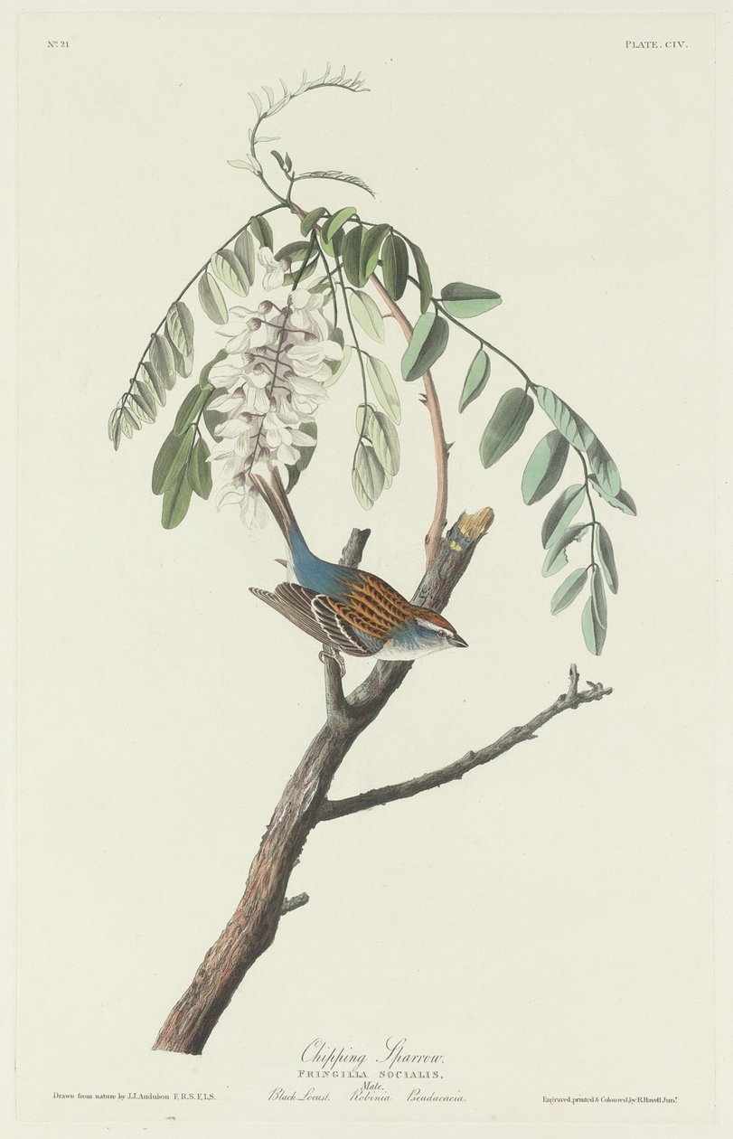 Chipping Sparrow, 1831. av Robert Havell