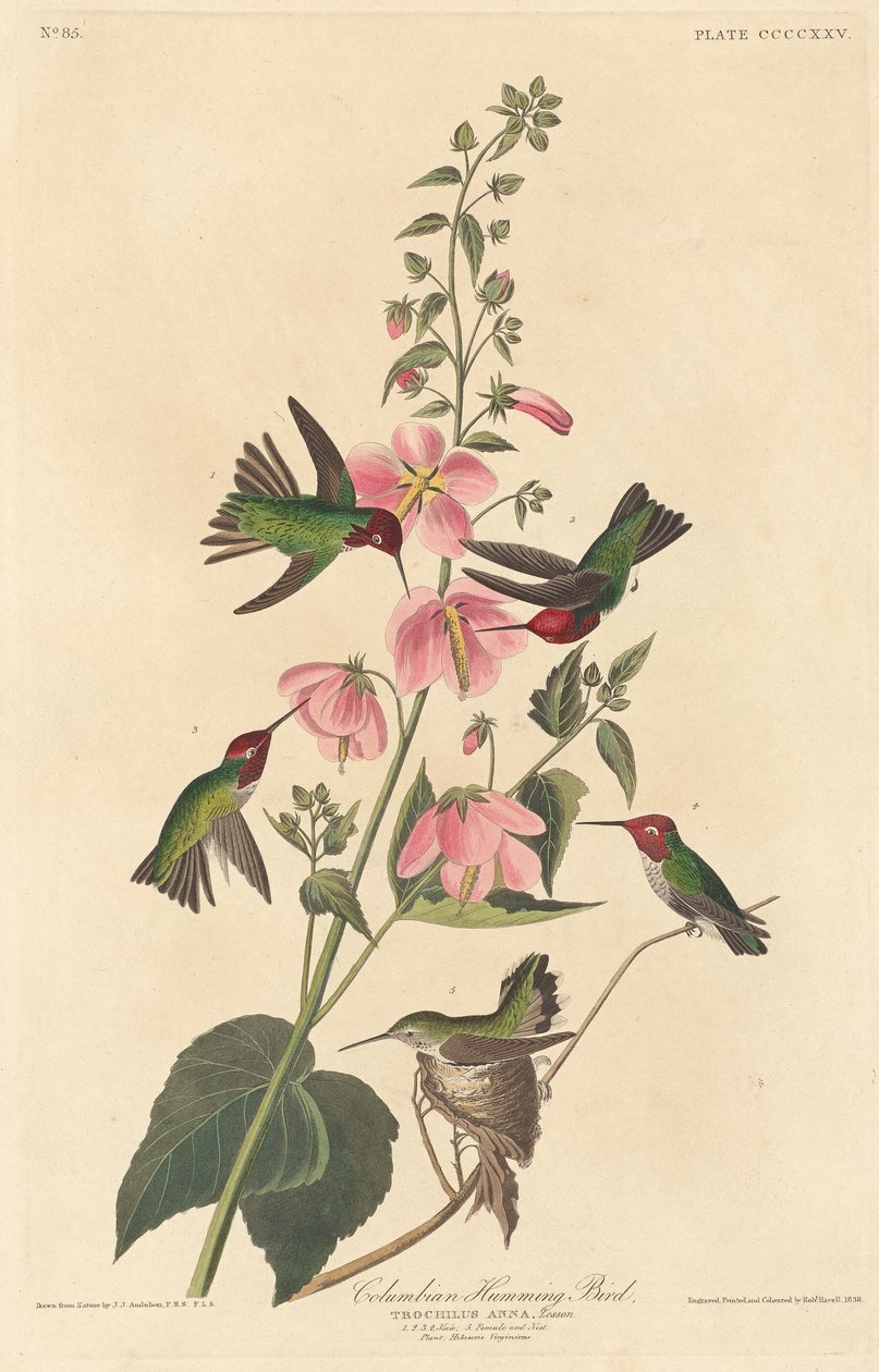 Columbian humming Bird, 1838. av Robert Havell