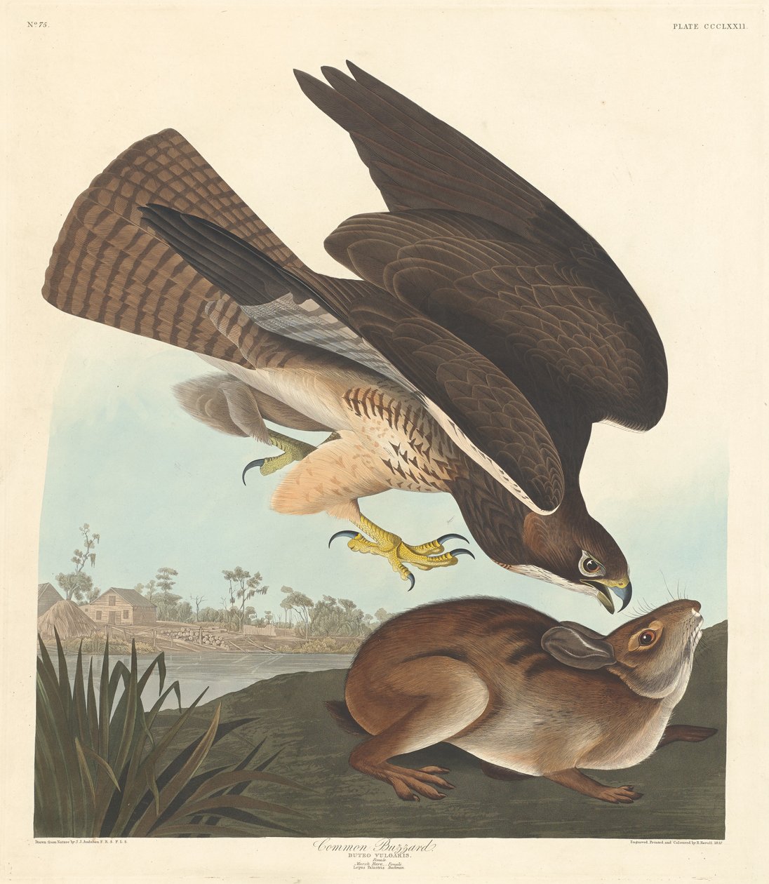 Vråkvråk, 1837. av Robert Havell
