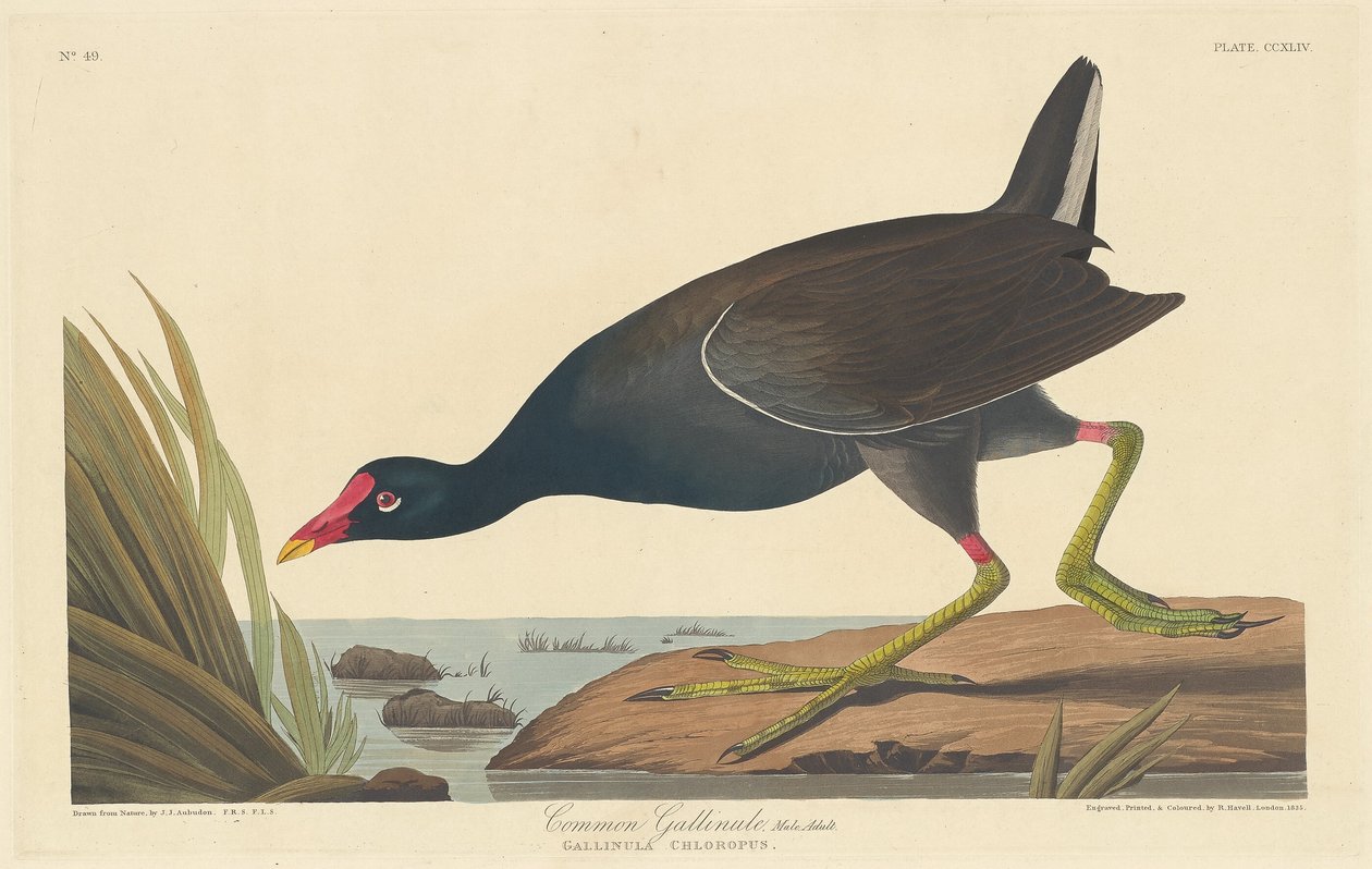 Common Gallinule, 1835. av Robert Havell