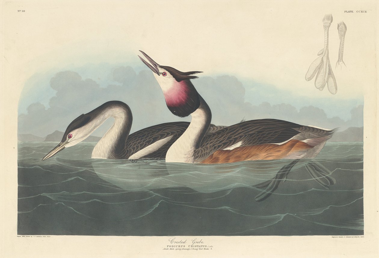 Krönad doppe, 1836. av Robert Havell
