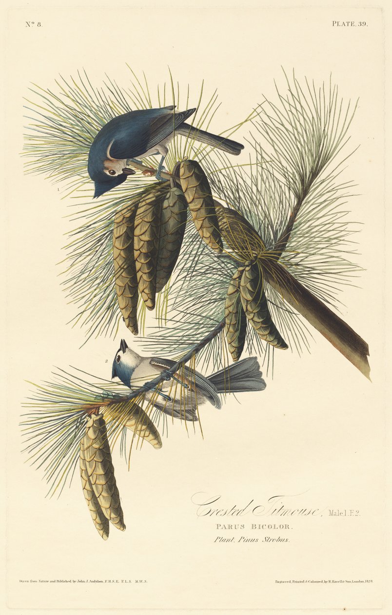 Krönmes, 1828. av Robert Havell