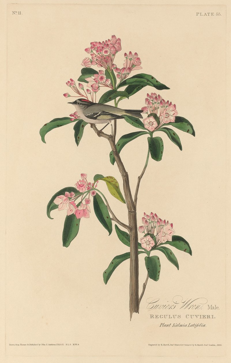 Cuviers gärdsmyg, 1829. av Robert Havell