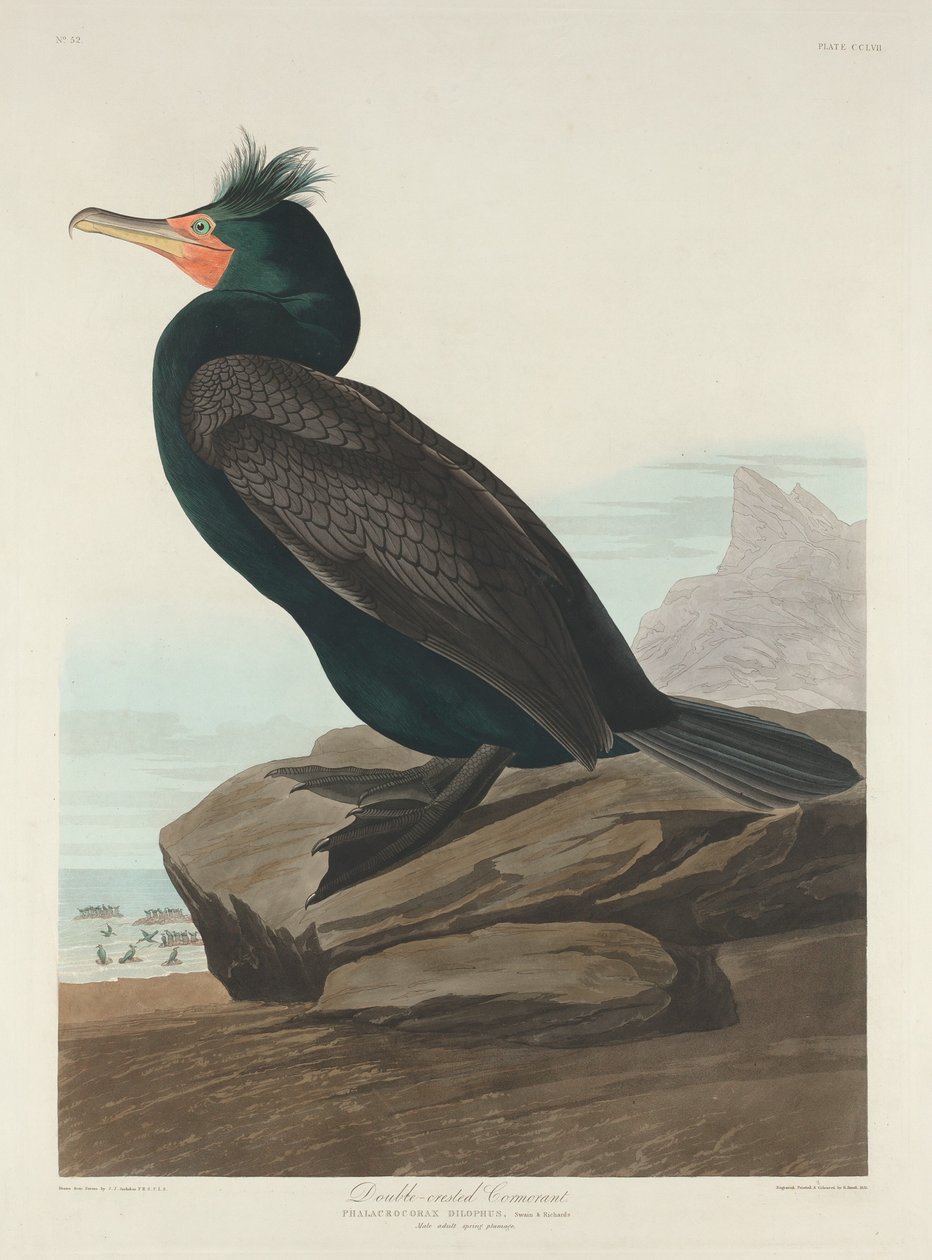 Dubbelkrönad skarv, 1835. av Robert Havell