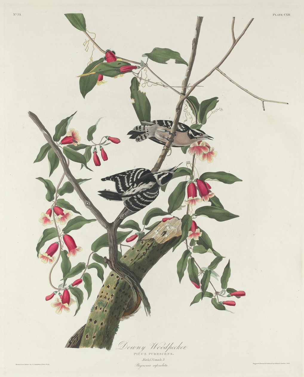 Dunig hackspett, 1831. av Robert Havell