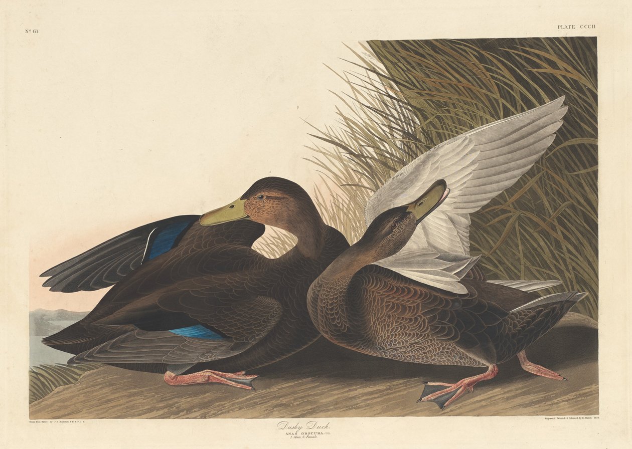 Dusky Duck, 1836. av Robert Havell