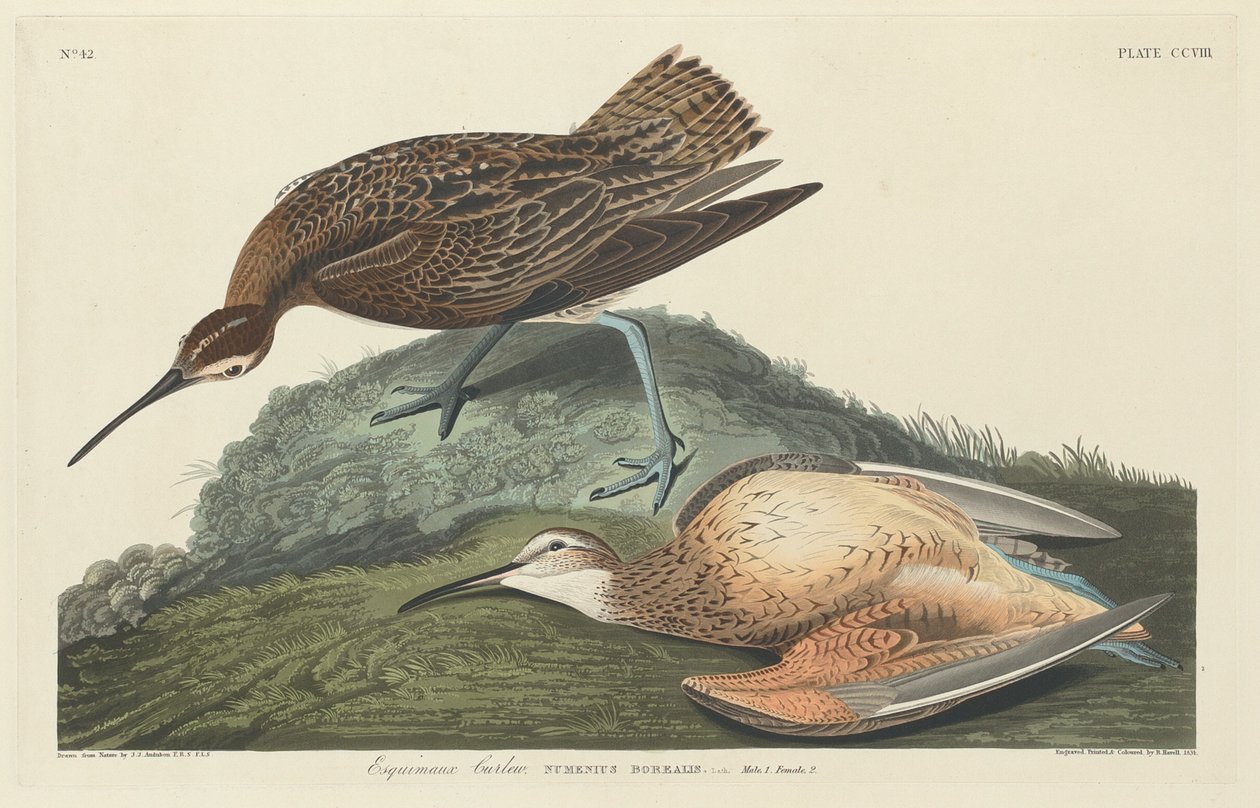 Curlew eskimåer, 1834. av Robert Havell