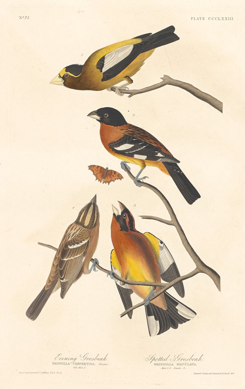 Evening Grosbeak and Spotted Grosbeak, 1837. av Robert Havell