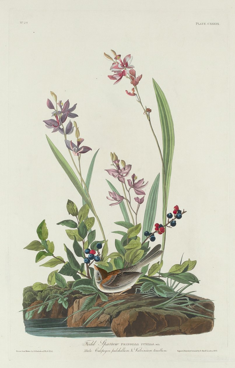 Fältsparv, 1832. av Robert Havell