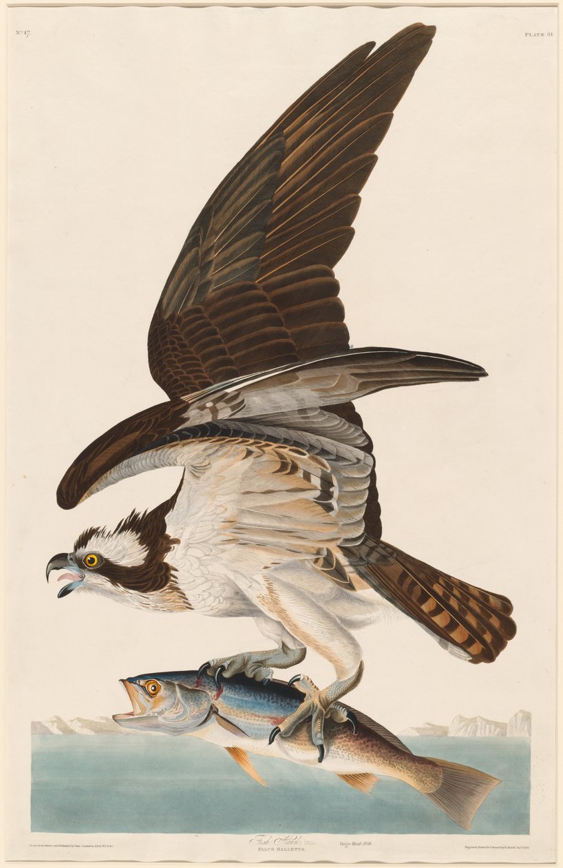Fish Hawk, 1830. av Robert Havell