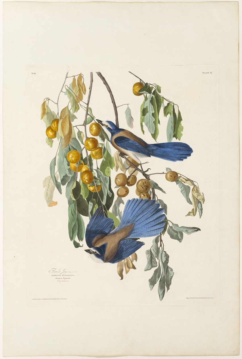 Florida Jay av Robert Havell