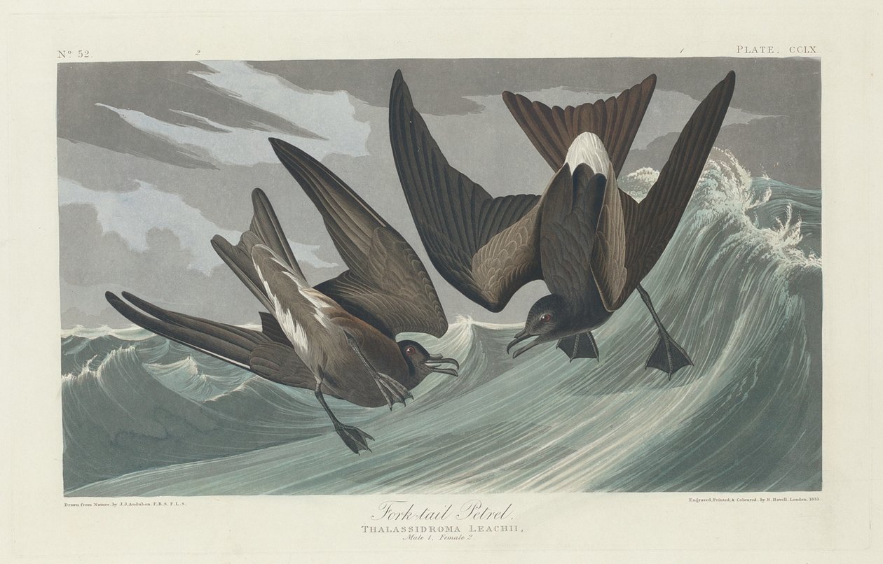 Gaffelstjärtsvala, 1835. av Robert Havell