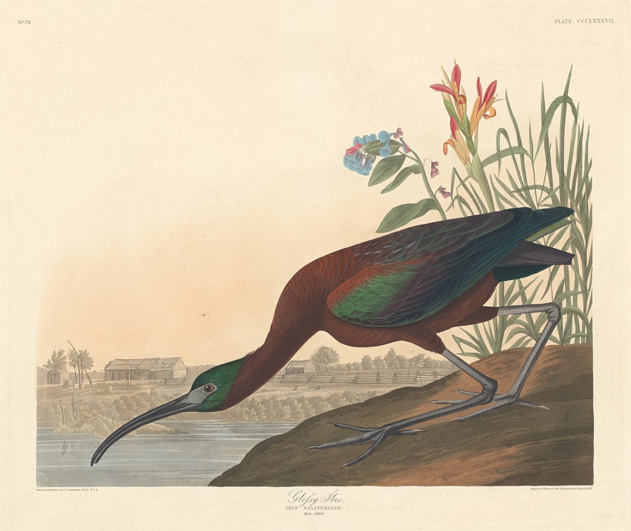 Blank Ibis, 1837. av Robert Havell