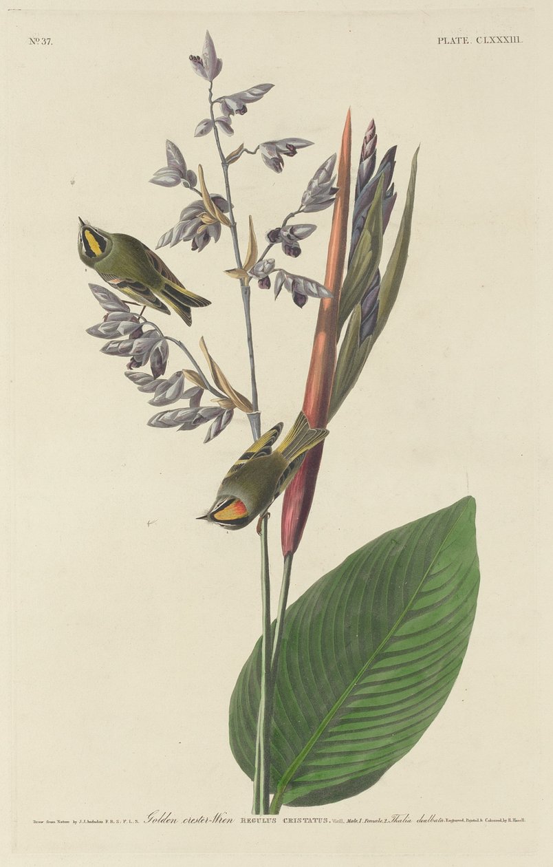 Gyllene krönad gärdsmyg, 1833. av Robert Havell
