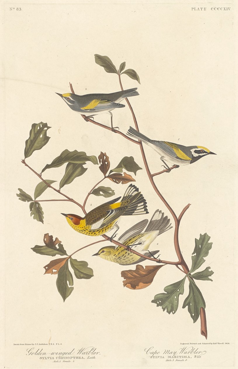 Guldvingad sångare och Cape May sångare, 1838. av Robert Havell