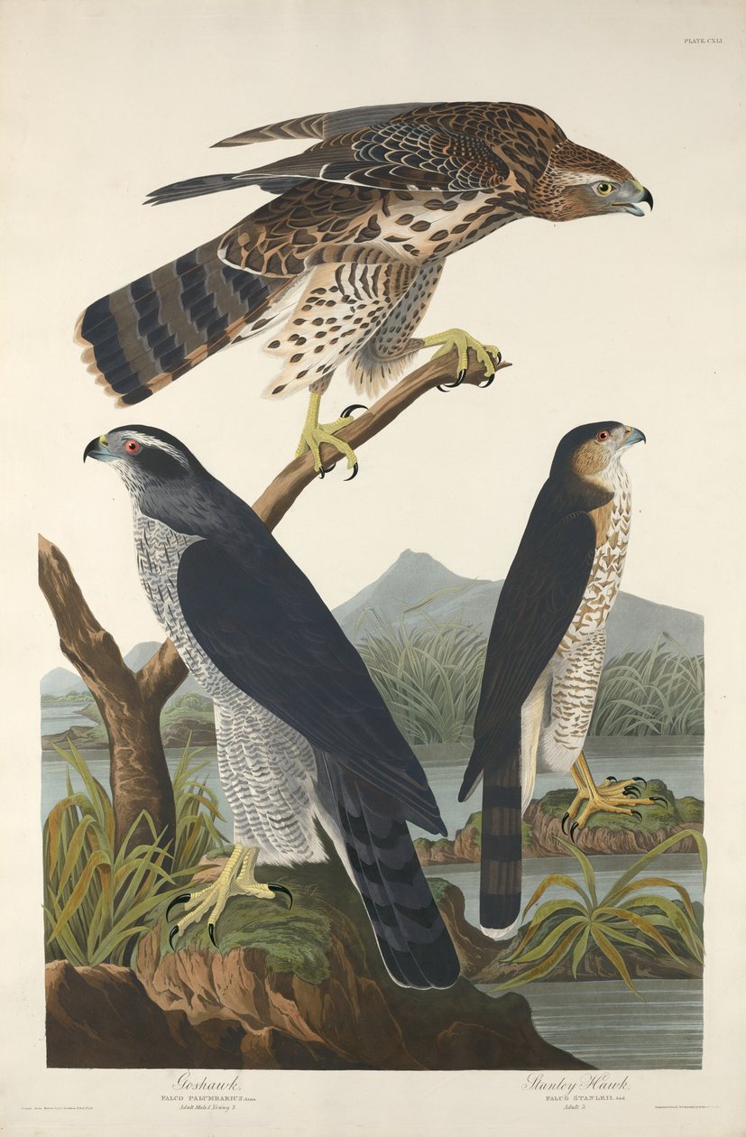 Goshawk och Stanley Hawk, 1832. av Robert Havell