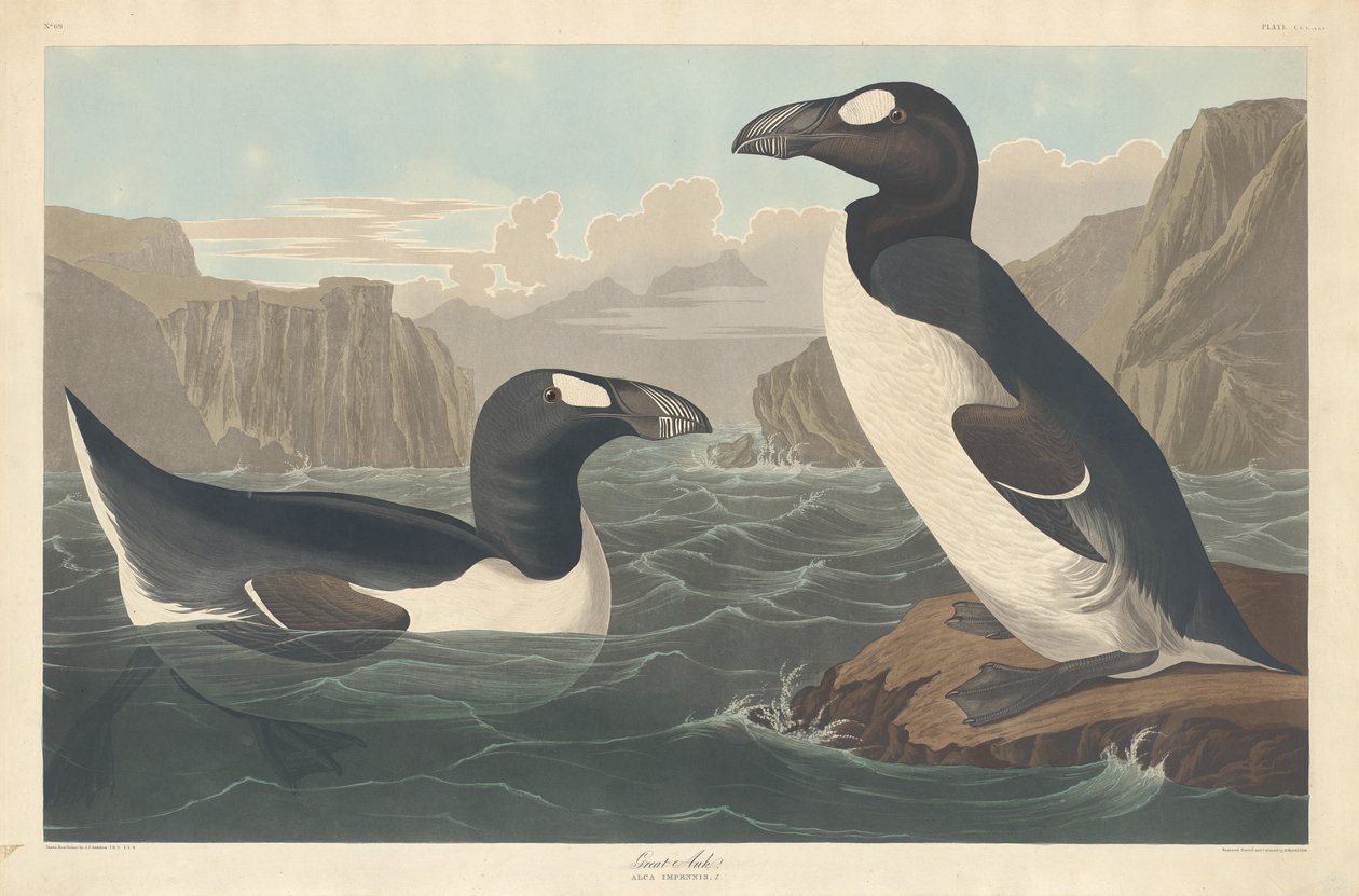 Storfågel, 1836. av Robert Havell