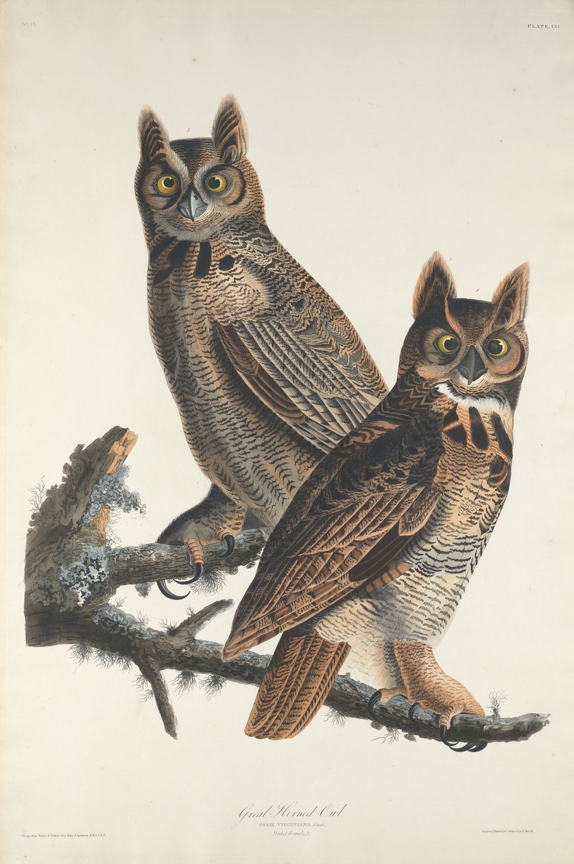 Stor hornuggla, 1829. av Robert Havell