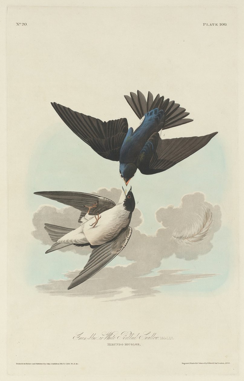 Grönblå eller Vitbukad svala, 1830. av Robert Havell
