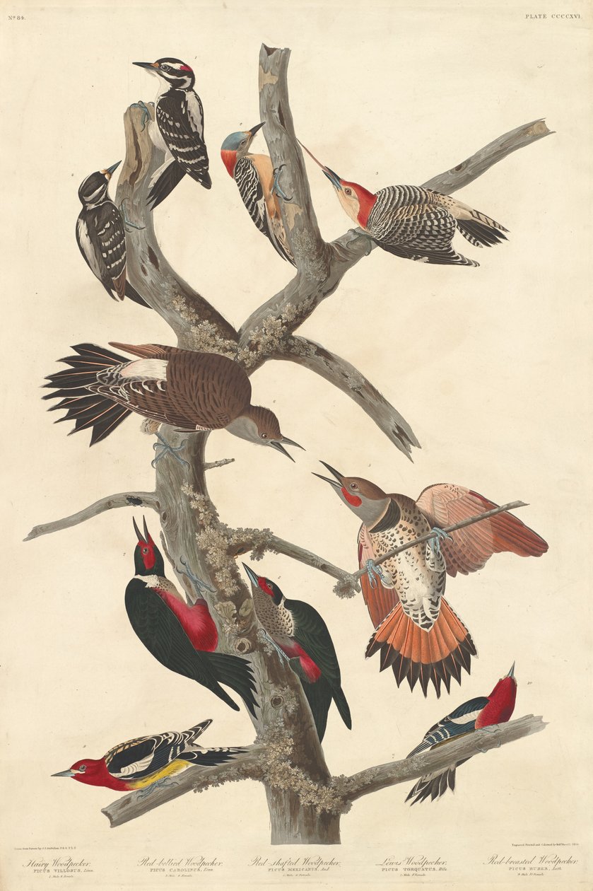 Hårig hackspett, 1838. av Robert Havell