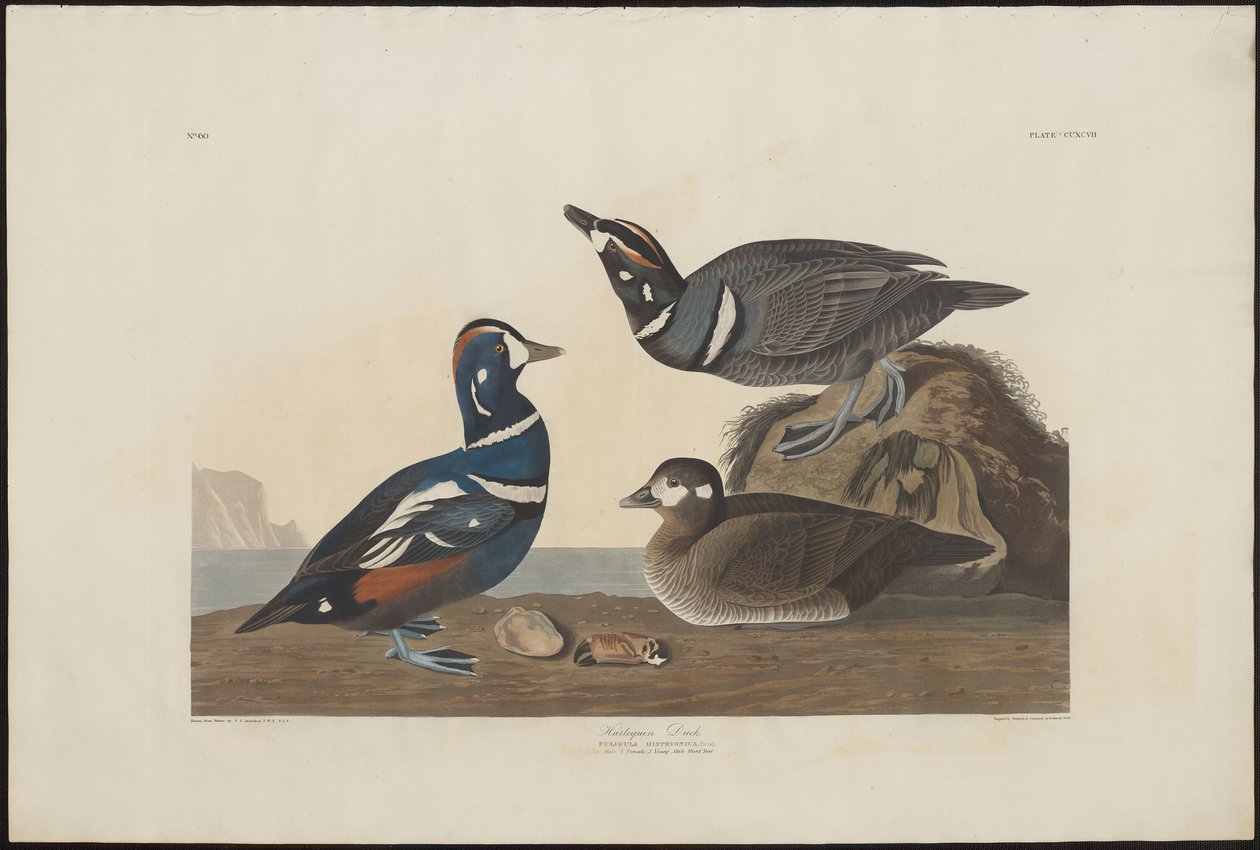 Harlekinanka av Robert Havell