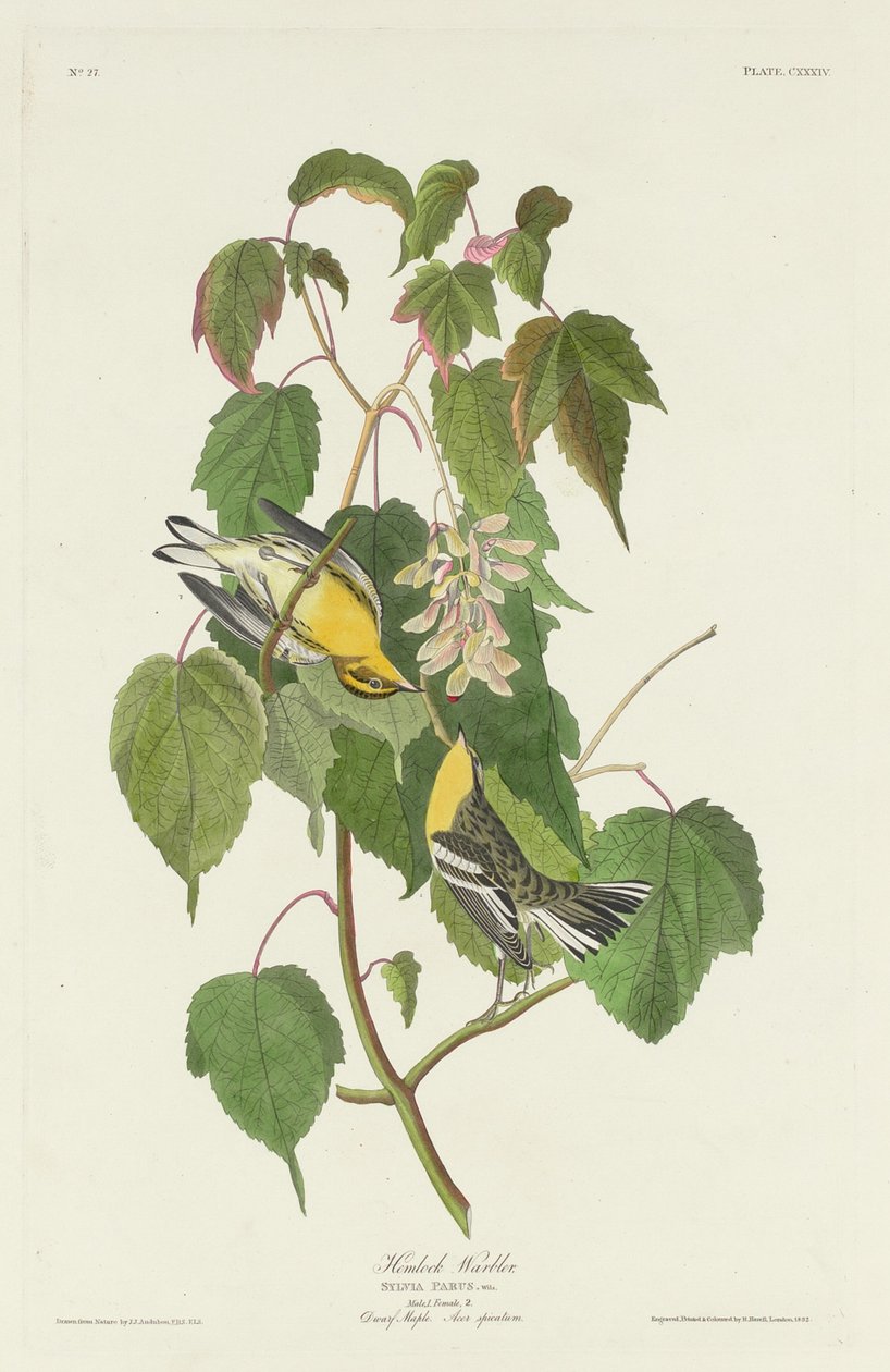 Hemlock sångare, 1832. av Robert Havell