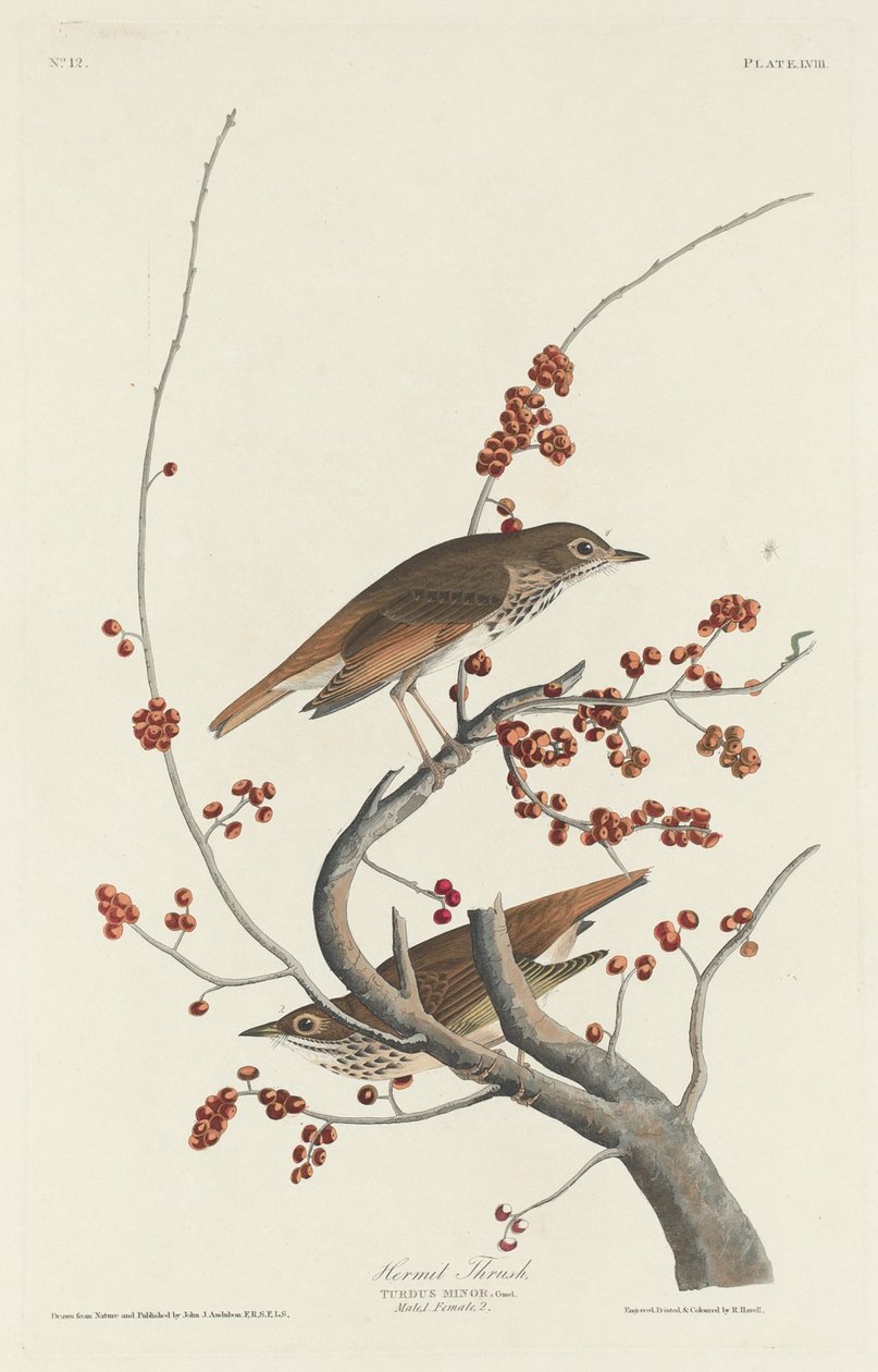 Eremittrast, 1829. av Robert Havell