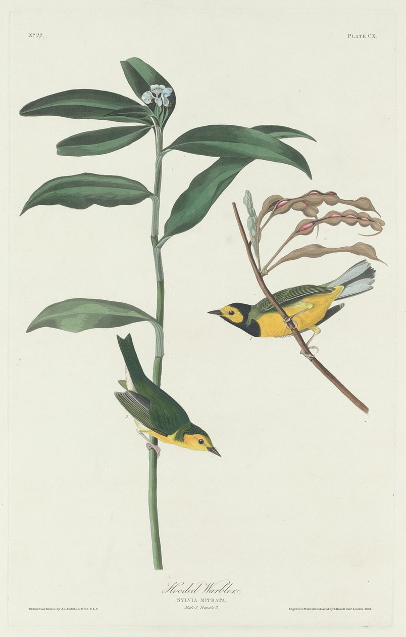 Luvsångare, 1831. av Robert Havell