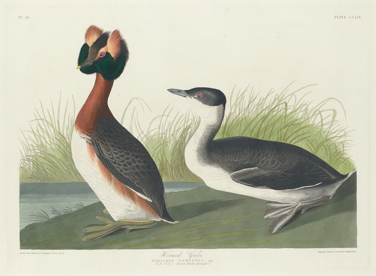 Horndopp, 1835. av Robert Havell