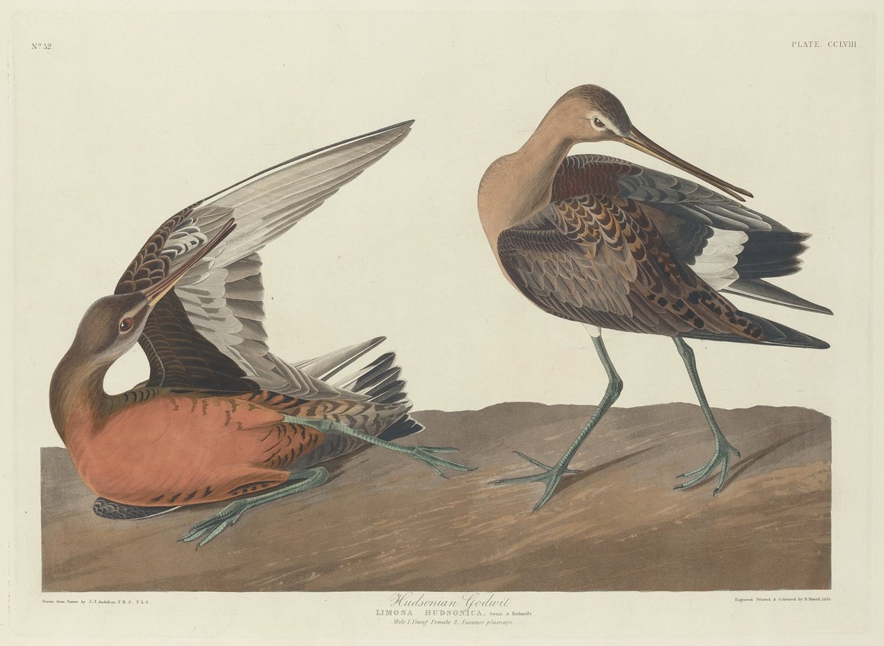 Hudsonian Godwit, 1835. av Robert Havell