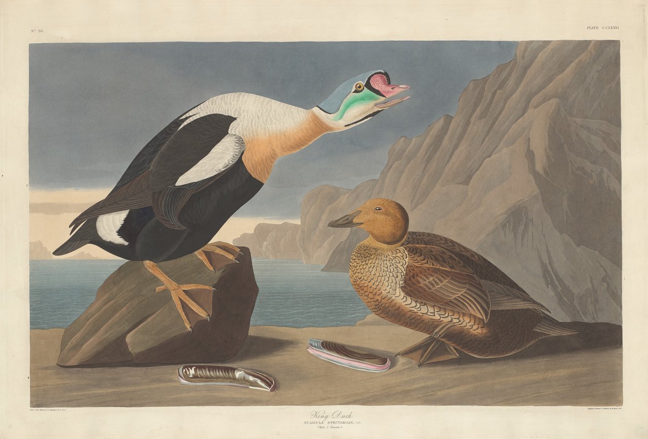 King Duck, 1835. av Robert Havell