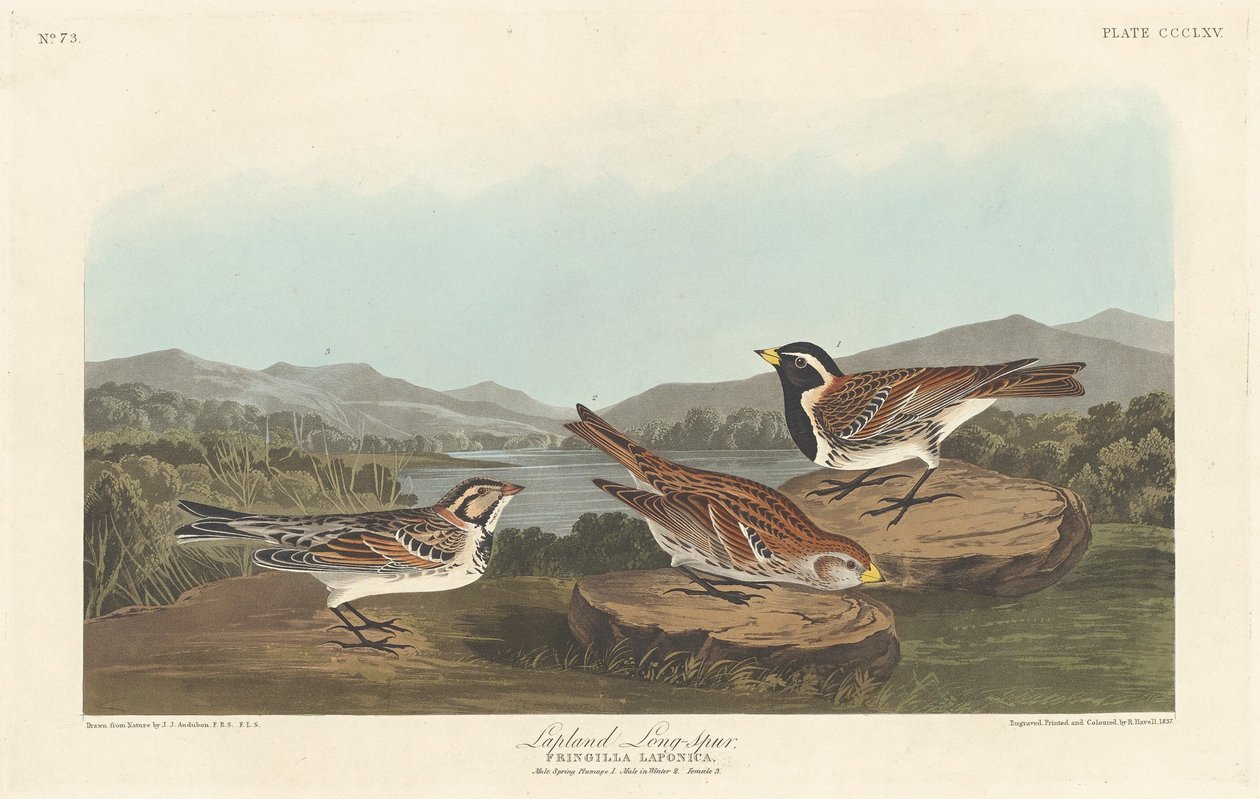 Lappland Långspur, 1837. av Robert Havell