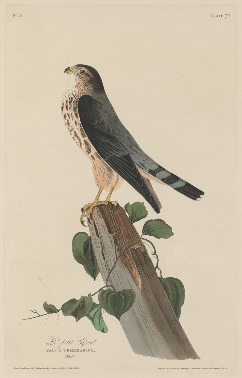 Den lille korpralen, 1829. av Robert Havell