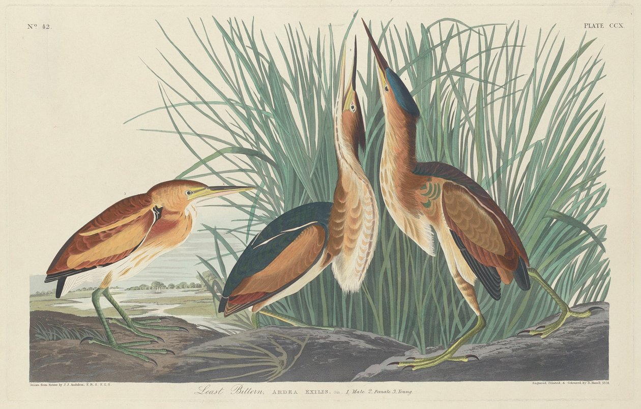 Minst bitter, 1834. av Robert Havell