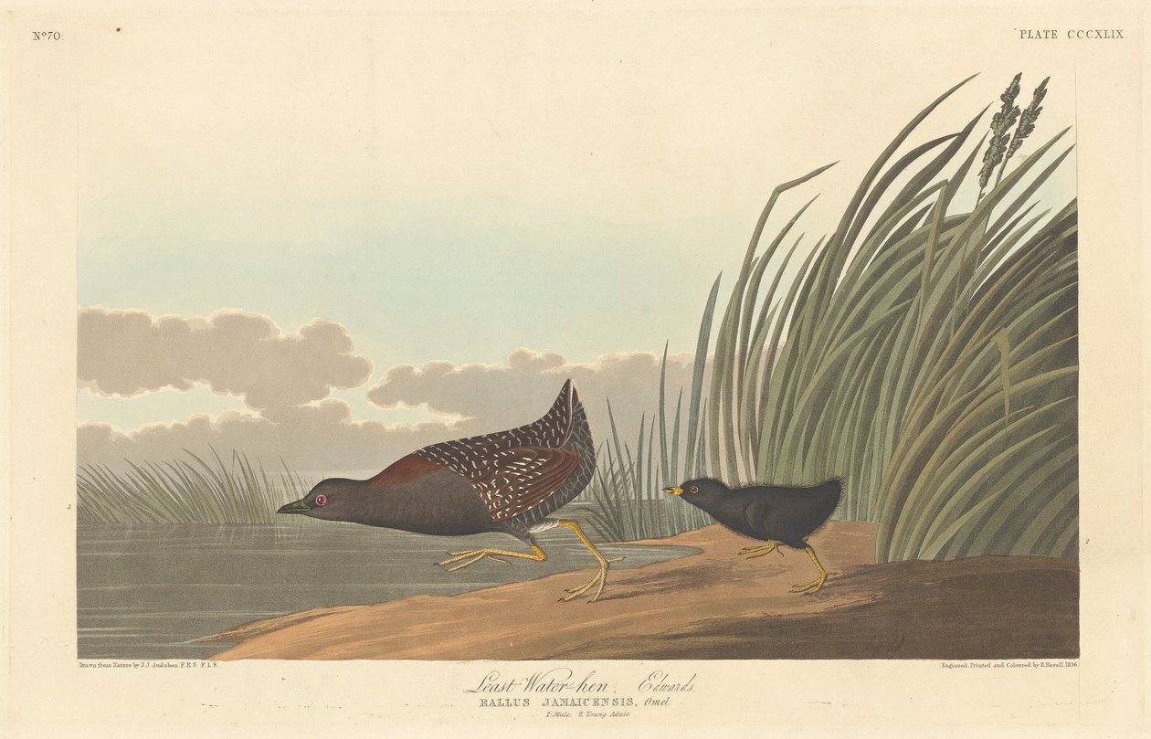 Minst vattenhöna, 1836. av Robert Havell