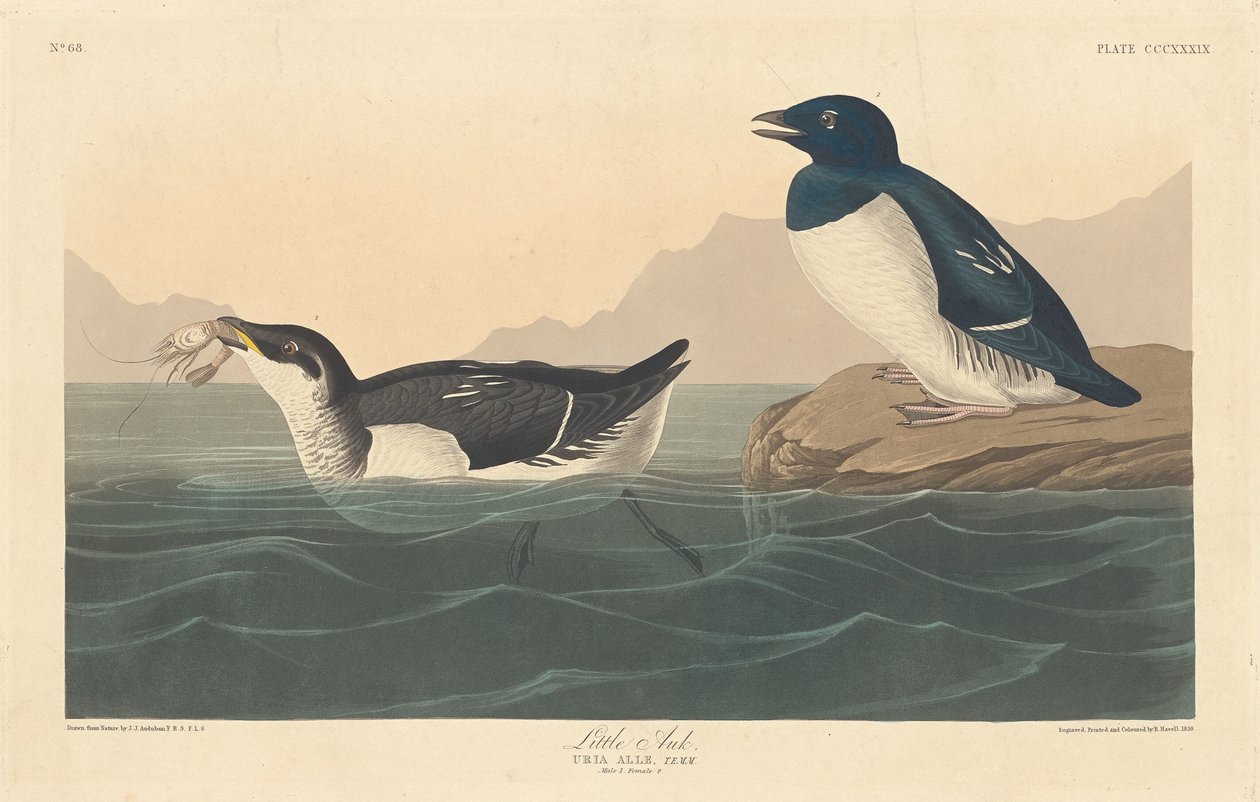Lilla alk, 1836. av Robert Havell
