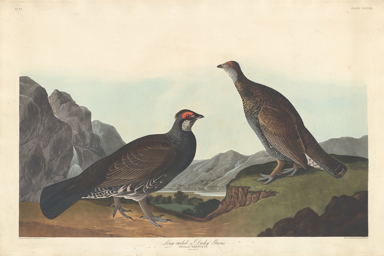 Långsvansad eller Dusky Grous, 1837. av Robert Havell