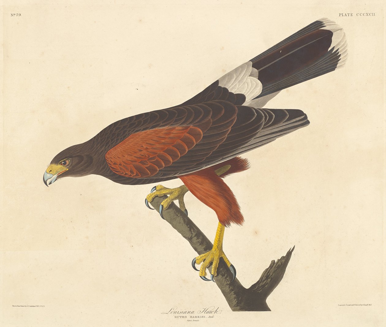 Louisiana Hawk, 1837. av Robert Havell